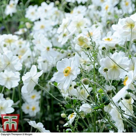 Anemone X Hybrida 'Honorine Jobert' 4 Anemone X Hybrida 'Honorine Jobert' - Image 2