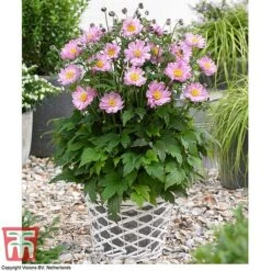 Anemone Hupehensis 'Pocahontas' (Fantasy Series) -Plants Sales Store ANEM FANPOC3