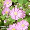 Anemone Hupehensis Var. Japonica 'Pamina' -Plants Sales Store ANEM PAMINA S04220