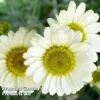 Anthemis Tinctoria 'Sauce Hollandaise' 1 Anthemis Tinctoria 'Sauce Hollandaise' -Plants Sales Store ANTH KA4651 A