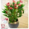 Anthurium 'Million Flower' - Gift -Plants Sales Store ANTH KC5982 A