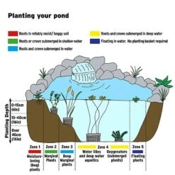 Geum Rivale (Marginal Aquatic) 5 Geum Rivale (Marginal Aquatic) -Plants Sales Store AQUATIC IMAGE B h