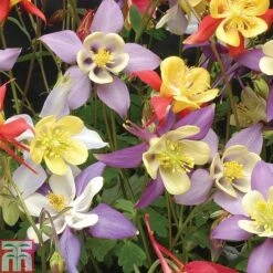 Aquilegia Caerulea 'Mrs Scott-Elliott' -Plants Sales Store AQUI T74426 A