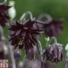 Aquilegia Vulgaris Var. Stellata 'Black Barlow' -Plants Sales Store AQUI T82197 A