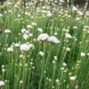 Armeria Maritima 'Alba' 1 Armeria Maritima 'Alba' -Plants Sales Store ARME T58306 A h