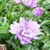 Aster Novi-belgii 'Audrey' -Plants Sales Store ASTE T82134 A