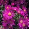 Aster Novi-belgii 'Bahamas' -Plants Sales Store ASTE T82136 A