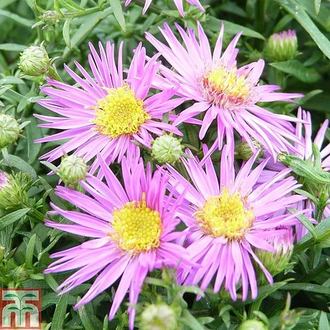Aster Novi-belgii 'Dandy' 3 Aster Novi-belgii 'Dandy'