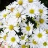 Aster Novi-belgii 'Snow Cushion' -Plants Sales Store ASTE T82150 A