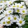 Aster Novi-belgii 'Snowsprite' -Plants Sales Store ASTE T82152 A