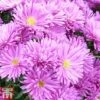 Aster Dumosus 'Tonga' 2 Aster Dumosus 'Tonga' -Plants Sales Store ASTE T82154 A1