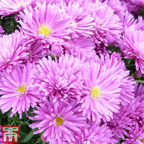 Aster Dumosus 'Tonga' 3 Aster Dumosus 'Tonga'