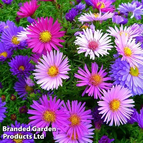 Aster Alpinus Mixed 3 Aster Alpinus Mixed