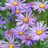 Aster Amellus 'Rudolf Goethe' 2 Aster Amellus 'Rudolf Goethe' -Plants Sales Store ASTE RUDOLFGOE L44922