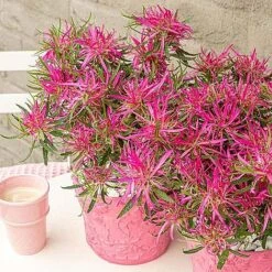 Azalea 'Starstyle Pink' 14 Azalea 'Starstyle Pink' -Plants Sales Store AZAL WKC8105 NOW2