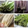 Asparagus Collection (Spring Planting) 2 Asparagus Collection (Spring Planting) -Plants Sales Store Asparagus Collection5
