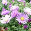 Aster Dumosus 'Samoa' -Plants Sales Store Aster20Samoa