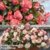 Begonia 'Sweet N Spice' Duo -Plants Sales Store BEGO KC8269