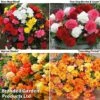 Begonia Bonanza Bundle -Plants Sales Store BEGONIA BUNDLE