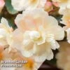 Begonia 'Sweet Spice Appleblossom' -Plants Sales Store BEGONIA SWEETSPICEAPPLEBLOSSOM KC8233 A