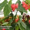 Begonia 'Comte De Lesseps' -Plants Sales Store BEGO COMTEDELE S39301
