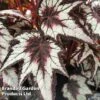 Begonia 'Dark Eyes' -Plants Sales Store BEGO DARKEYES S455861