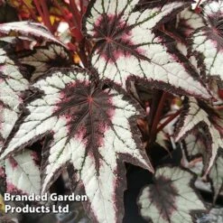 New Release 7 Begonia 'Dark Eyes'