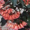 Begonia 'Down Home' -Plants Sales Store BEGO DOWNHOME S36534
