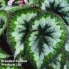 Begonia 'Emerald Giant' -Plants Sales Store BEGO EMERALDGI S38812
