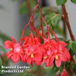 Begonia Fuchsioides -Plants Sales Store BEGO FUCHSIOID S36537