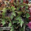 Begonia 'Green Gecko' -Plants Sales Store BEGO GREENGECK S45585