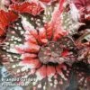 Begonia Rex 'Helter Skelter' -Plants Sales Store BEGO HELTERSKE WKF1116 A