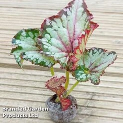 Begonia Rex 'Helter Skelter' -Plants Sales Store BEGO HELTERSKE WKF1116 B