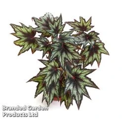 Begonia 'Little Brother Montgomery' 7 Begonia 'Little Brother Montgomery' -Plants Sales Store BEGO LILBROMON W45804