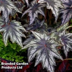 New Release 16 Begonia 'Little Brother Montgomery'