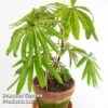 Begonia Luxurians -Plants Sales Store BEGO LUXURIANS W45807