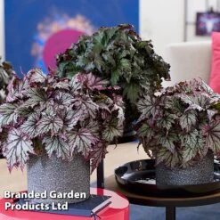 Begonia 'Spacestars Duo' -Plants Sales Store BEGO MAIAAVIOR S43868