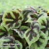 Begonia Masoniana 2 Begonia Masoniana -Plants Sales Store BEGO MASON11