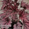 Begonia 'Merry Maker' 1 Begonia 'Merry Maker' -Plants Sales Store BEGO MERRYMAKE S45587