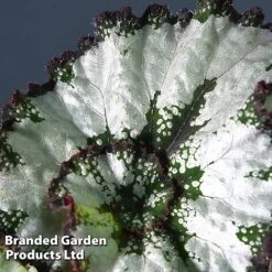 Begonia 'Escargot' -Plants Sales Store BEGO REXESCARG T19424