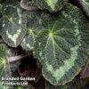 Begonia Sizemoreae