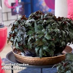 Begonia 'Spacestars Duo' -Plants Sales Store BEGO SPACEAVIO S43860