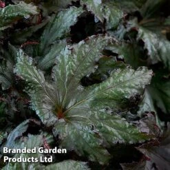 Begonia 'Spacestars Duo' -Plants Sales Store BEGO SPACEAVIO S43862