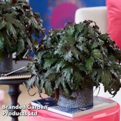 Begonia 'Spacestars Duo' -Plants Sales Store BEGO SPACEAVIO S43863