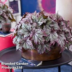 Begonia 'Spacestars Duo' -Plants Sales Store BEGO SPACEMAIA S43855