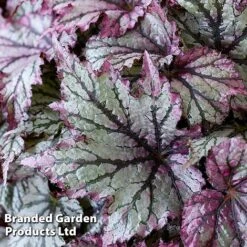 Begonia 'Spacestars Duo' -Plants Sales Store BEGO SPACEMAIA S43857