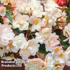 Begonia 'Sweet Spice Appleblossom' 11 Begonia 'Sweet Spice Appleblossom' -Plants Sales Store BEGO SWEETSPAP S17989