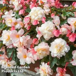 Begonia 'Sweet Spice Appleblossom' 14 Begonia 'Sweet Spice Appleblossom' -Plants Sales Store BEGO SWEETSPAP S17993