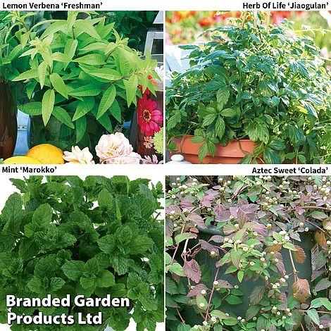 Botanical Infusions Plants - Collection 4 Botanical Infusions Plants - Collection - Image 2