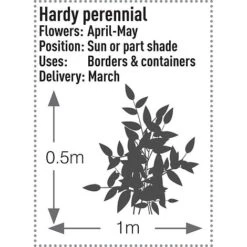 Brunnera Macrophylla 'Jack Frost' 15 Brunnera Macrophylla 'Jack Frost' -Plants Sales Store BRUN T57542 B h